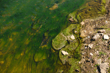 Algae Water pollution. Dirty pond, river, the lake . Environmental pollution,  catastrophe. Ecological catastrophe, the river is polluted with chemical waste, household waste. green marsh background