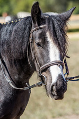 Black horse in the farm