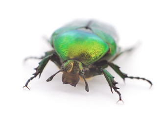 Green beetle isolated.