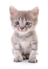 Naklejka premium Small gray kitten.