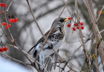 Turdus philomelos sits on a branch of a guelder rose