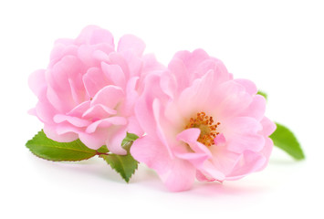 Naklejka na ściany i meble Beautiful pink roses.