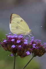 Femals Small White butterfly (Pieris rapae)drinking on Purpletop Vervain (Verbena bonariensis)