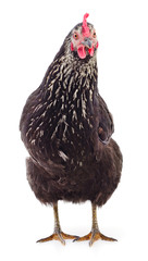 Black hen isolated.