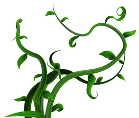 Plant Vines Green, Leaves Bunch