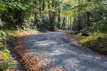Gravel road leading into the woods on a sunny early autumn day, Great Smoky Mountains, horizontal aspect