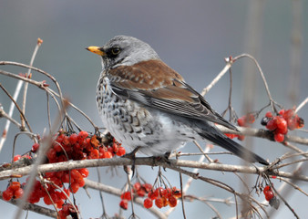 Turdus philomelos sits on a branch of a guelder rose