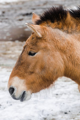 Przewalski's horse  side portrait (Equus ferus przewalskii) with snow background