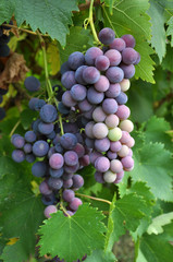 Cluster grapes with berries