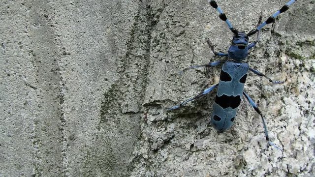 Rosalia longicorn (Rosalia alpina),Alpine longhorn beetle