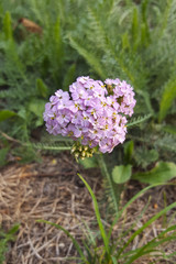 Common Yarrow (Achillea millefolium); flowering umbel