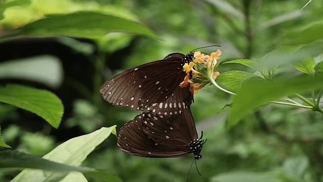 Slow motion of closeup butterflys mating on flower. Royalty high-quality free stock slow motion footage of butterfly mate on flower, collecting nectar from flower with blur background