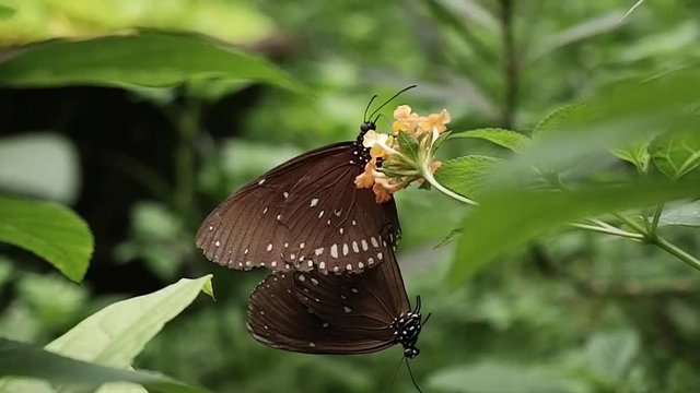 Slow motion of closeup butterfly on beautiful flower. Royalty high-quality free stock slow motion footage of butterfly on red flower, collecting nectar from flower with blur background