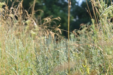 Summer meadow grasses