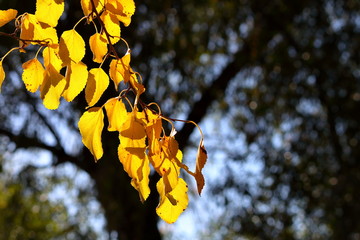 Yellow poplar leaves at the branch of a tree on a sunny autumn day