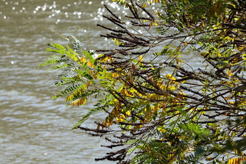 Branch of acacia near the river in autumn