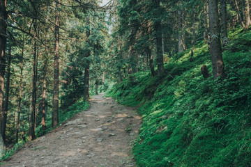 pathway in the forest with sunlight backgrounds.