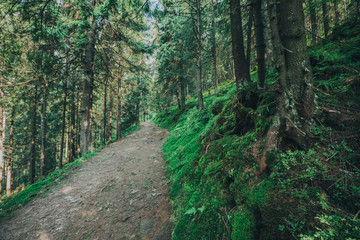 pathway in the forest with sunlight backgrounds.