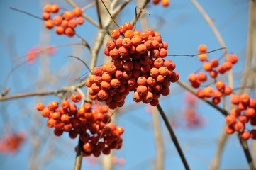 Ripe berries rowan red