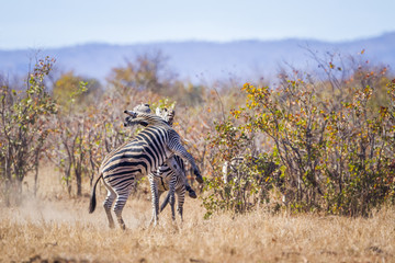 Fototapeta premium Plains zebra in Kruger National park, South Africa ; Specie Equus quagga burchellii family of Equidae
