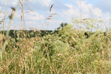 Summer meadow grasses