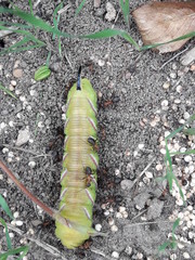 caterpillar