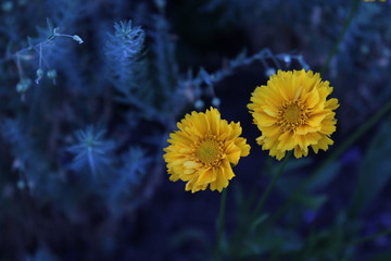 Yellow flowers on a black background