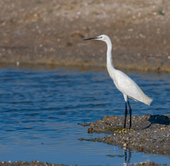 Malorca Birds