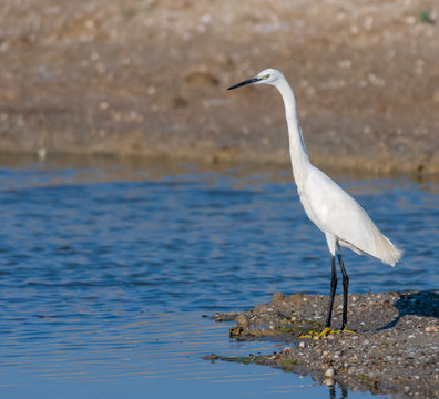 Malorca Birds