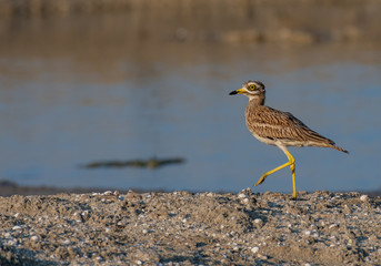Malorca Birds