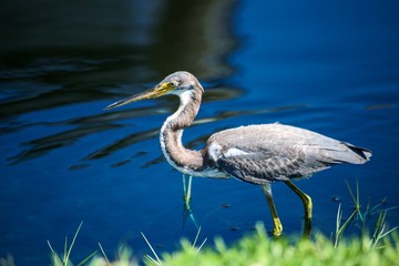 great blue heron ardea cinerea