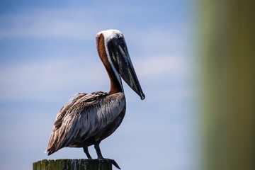 pelican on the beach