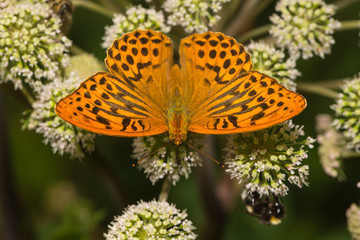 Kaisermantel sitzt auf einer Blüte