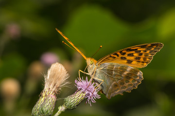 Kaisermantel sitzt auf einer Blüte