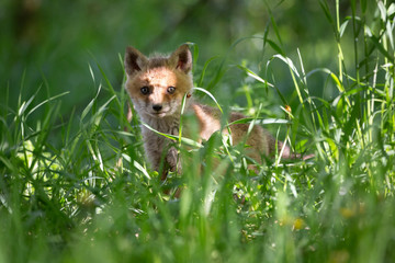 Fuchswelpe im Park