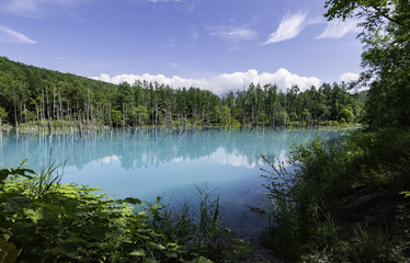 Forest around blue pond with blue sky