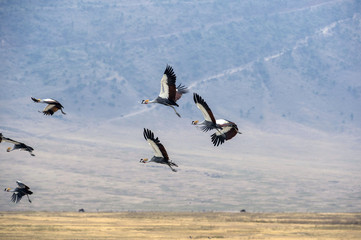 Fototapeta na wymiar Flock of Grey crowned crane, (Balearica regulorum) flying to left against a blue sky and whispy clouds over a dry savanna, Tarangire National Park, Tanzania, Africa