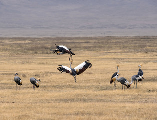 Pair of Grey crowned crane, (Balearica regulorum) fighting in mid air over a dry savanna, and other Grey Cranes in foreground. Tarangire National Park, Tanzania, Africa