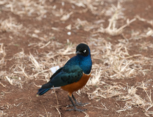 An African superb starling,  (Lamprotornis superbus), standing upright and looking at camera. Tarangire National Park, Tanzania, Africa