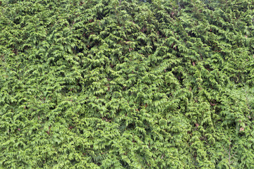 Fototapeta na wymiar Green box hedge background with green leaves. texture for backdrop design and eco wall