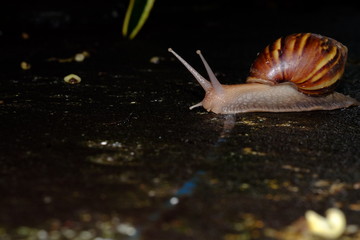 Snail animal's life crawling in the garden in sunset
