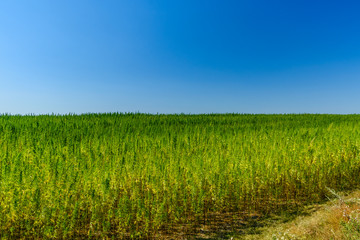 Field of the medical cannabis plant on summer