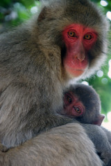 親子のサル
