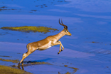 Common Impala in Kruger National park, South Africa ; Specie Aepyceros melampus family of Bovidae