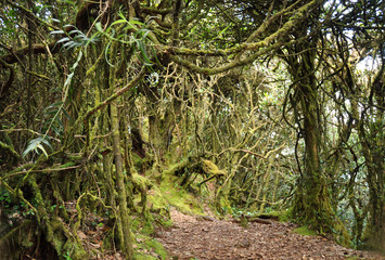 Mossy forest on top of mountain Brinchang in Malaysia