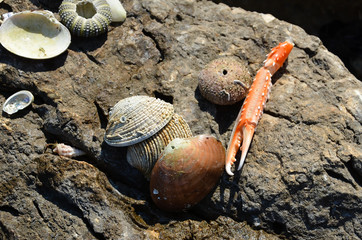 Fototapeta premium Muscheln am Meer