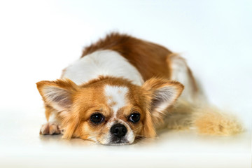 Cute chihuahua dog on white background