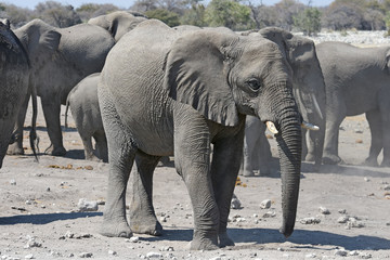 Afrikanische Elefanten (loxodonta africana) im Etosha Nationalpark (Namibia)