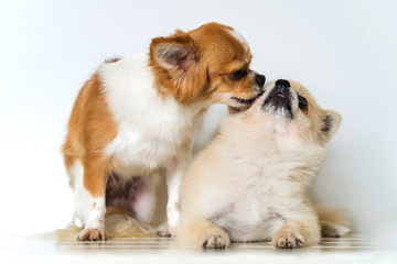 Cute two chihuahua dogs on white background