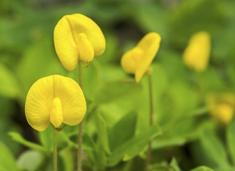 Close up of small yellow Pinto Peanut plant flower blooming on the ground 